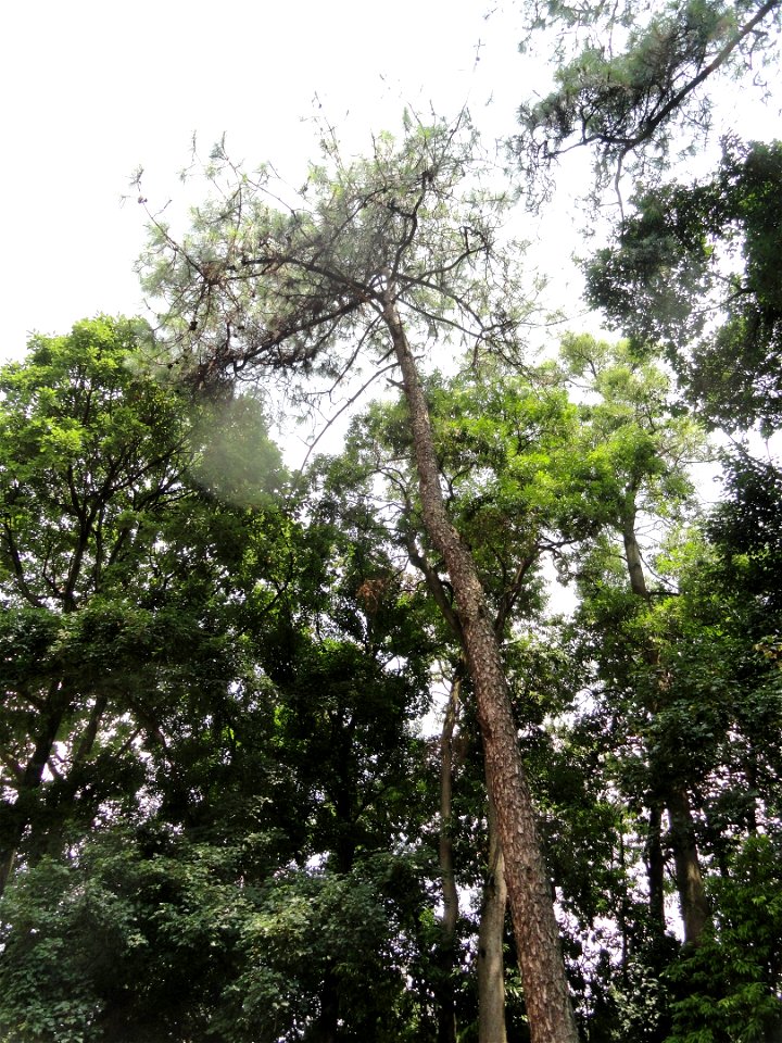 Plant specimen in the Kunming Botanical Garden, Kunming, Yunnan, China.