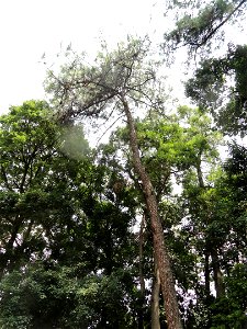 Plant specimen in the Kunming Botanical Garden, Kunming, Yunnan, China.