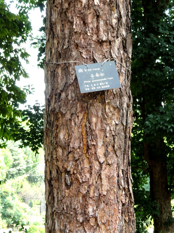 Plant specimen in the Kunming Botanical Garden, Kunming, Yunnan, China.