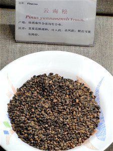 Seeds exhibited in the Kunming Botanical Garden, Kunming, Yunnan, China. photo