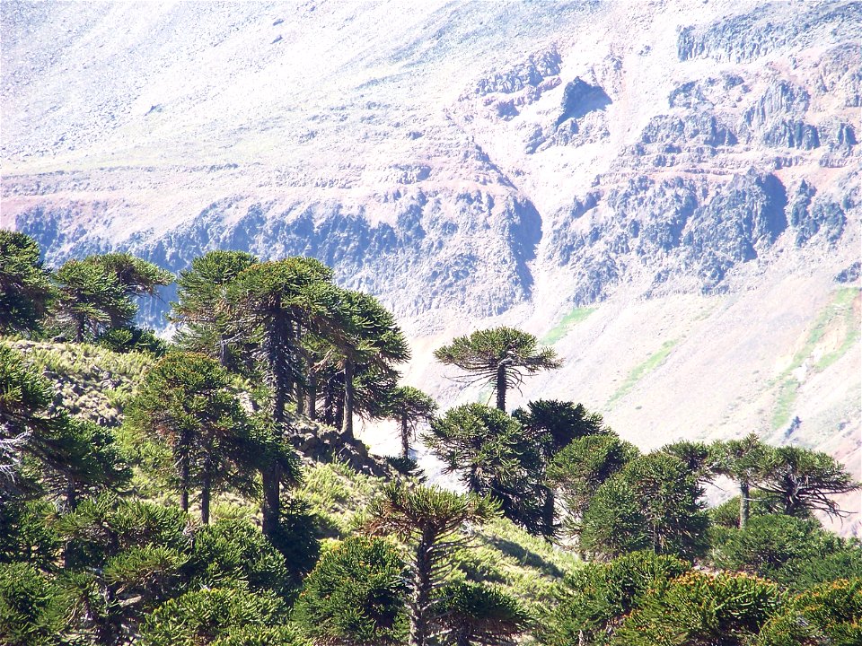 Paisaje en Cochico Grande, montañas y araucarias