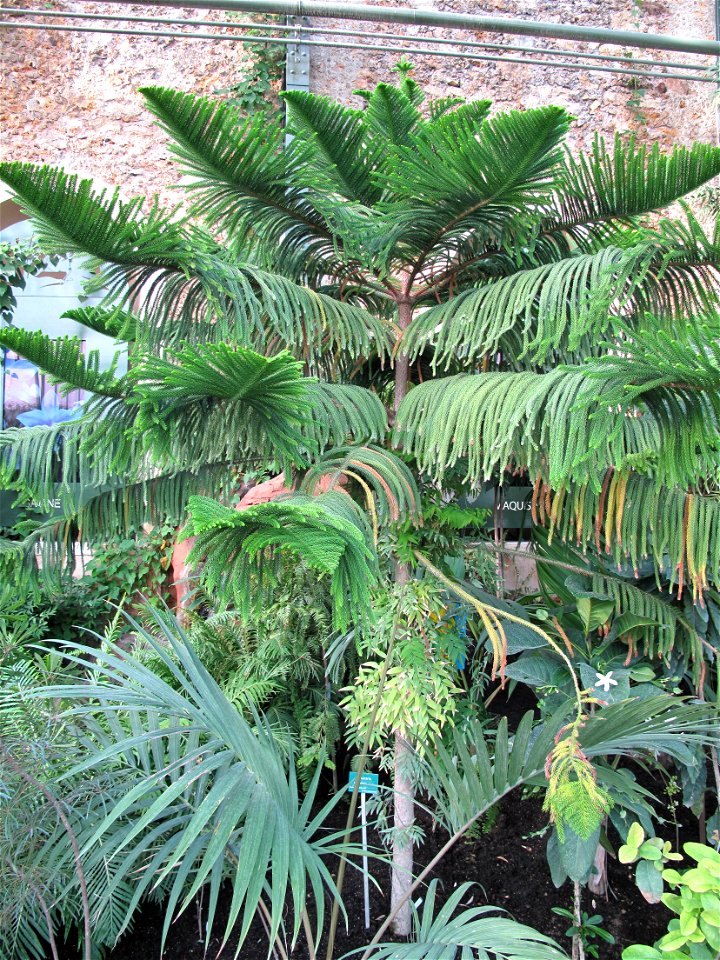 Araucaria subulata in the New-Caledonia greenhouse of the Jardin des Plantes in Paris. Identified by sign.