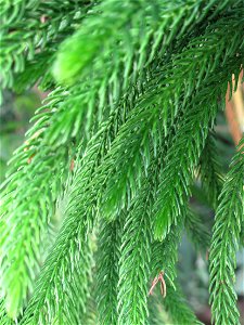 Close-up of Araucaria subulata in the New-Caledonia greenhouse of the Jardin des Plantes in Paris. Identified by sign. photo