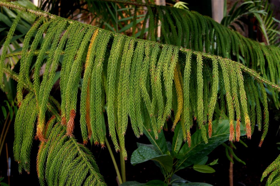 Araucaria subulata, branch and foliage, Glasshouse of New-Caledonia, Jardin des Plantes of Paris, France