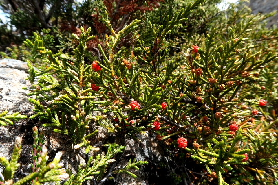creeping strawberry pine (Microcachrys tetragona)