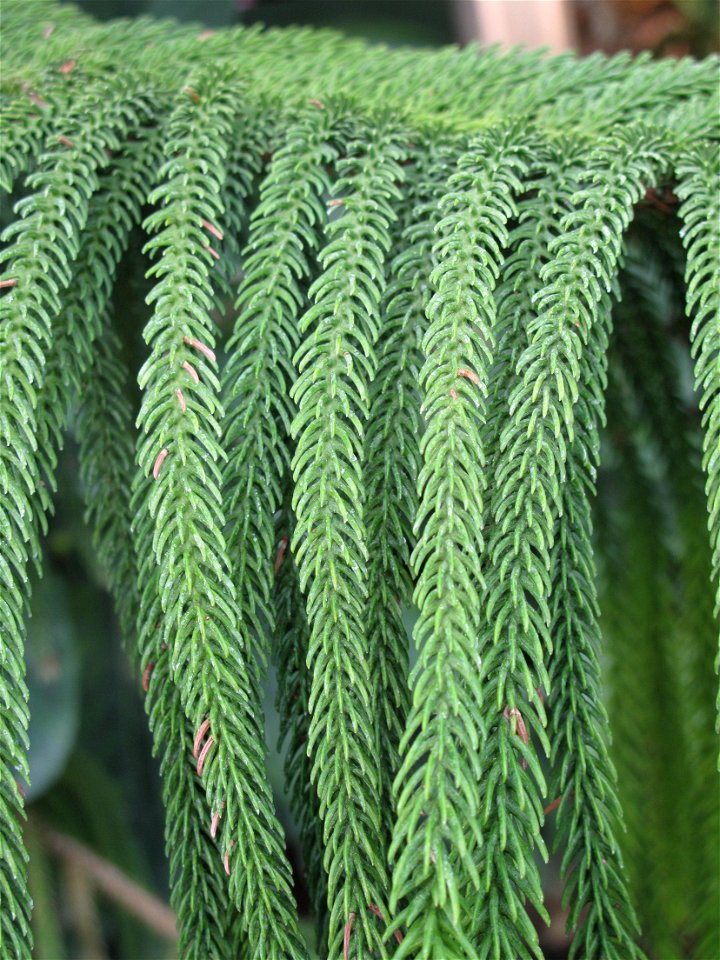 Close-up of Araucaria subulata in the New-Caledonia greenhouse of the Jardin des Plantes in Paris. Identified by sign.