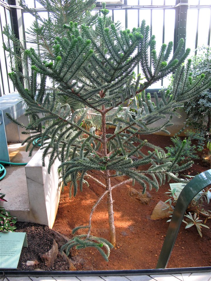 Araucaria muelleri in the New-Caledonia greenhouse of the Jardin des Plantes in Paris. Identified by sign.