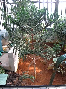 Araucaria muelleri in the New-Caledonia greenhouse of the Jardin des Plantes in Paris. Identified by sign. photo