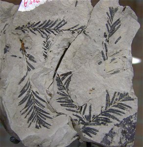 Fossil branches of the extinct conifer species Taxodium dubium. Rock is about 18 cm big. Miocene age. Collection of the Universiteit Utrecht photo