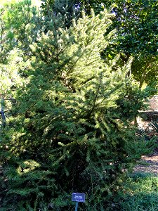 Picea torano specimen in the J. C. Raulston Arboretum (North Carolina State University), 4415 Beryl Road, Raleigh, North Carolina, USA. photo