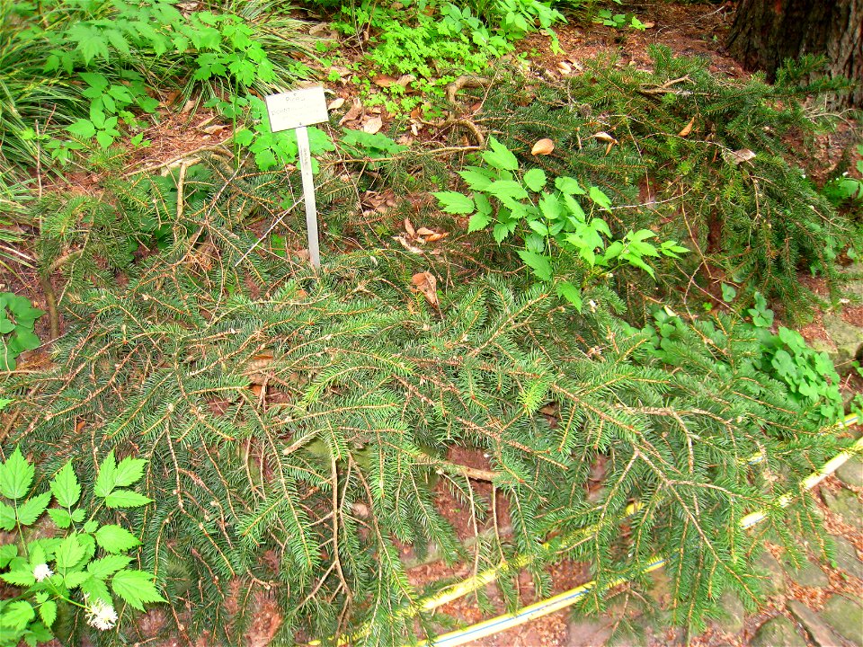 Picea torano (syn. P. polita) specimen in the Botanischer Garten, Berlin-Dahlem (Berlin Botanical Garden), Berlin, Germany.