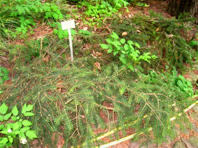 Picea torano (syn. P. polita) specimen in the Botanischer Garten, Berlin-Dahlem (Berlin Botanical Garden), Berlin, Germany.