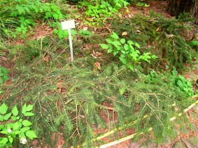 Picea torano (syn. P. polita) specimen in the Botanischer Garten, Berlin-Dahlem (Berlin Botanical Garden), Berlin, Germany. photo