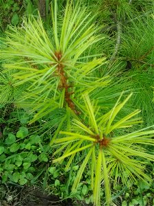 Taiwan white pine (Pinus morrisonicola) photo