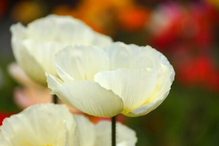 Poppy flower soft