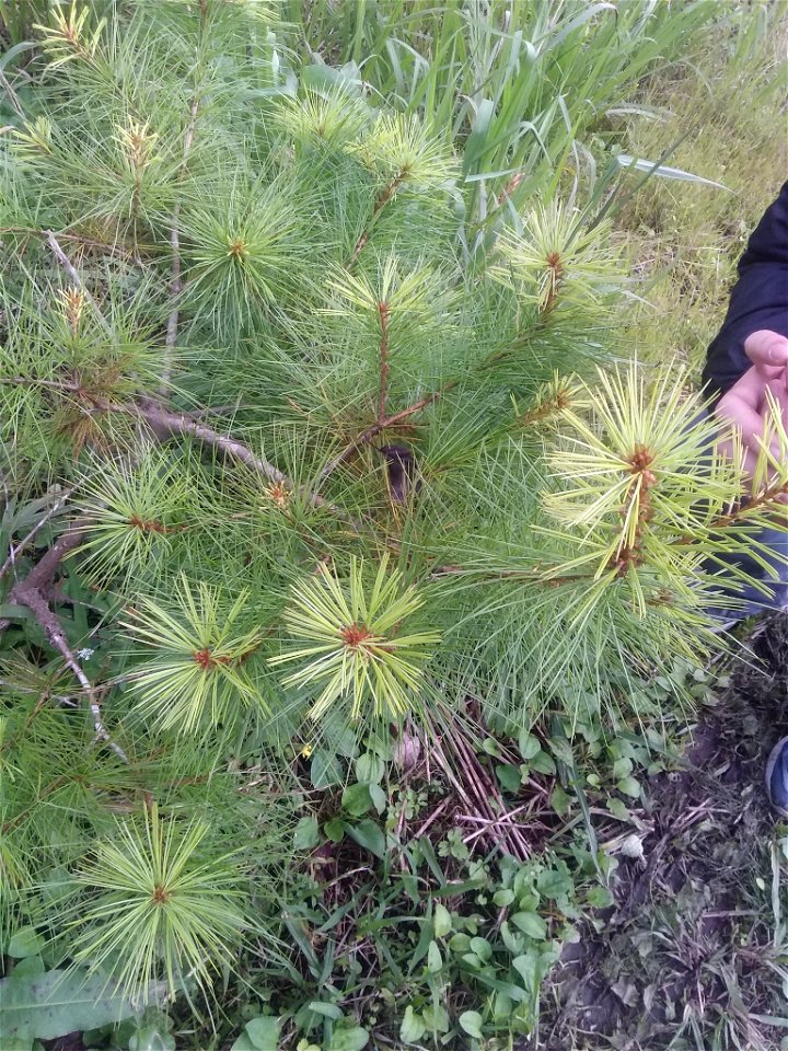Taiwan white pine (Pinus morrisonicola)