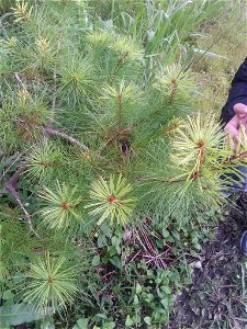 Taiwan white pine (Pinus morrisonicola) photo