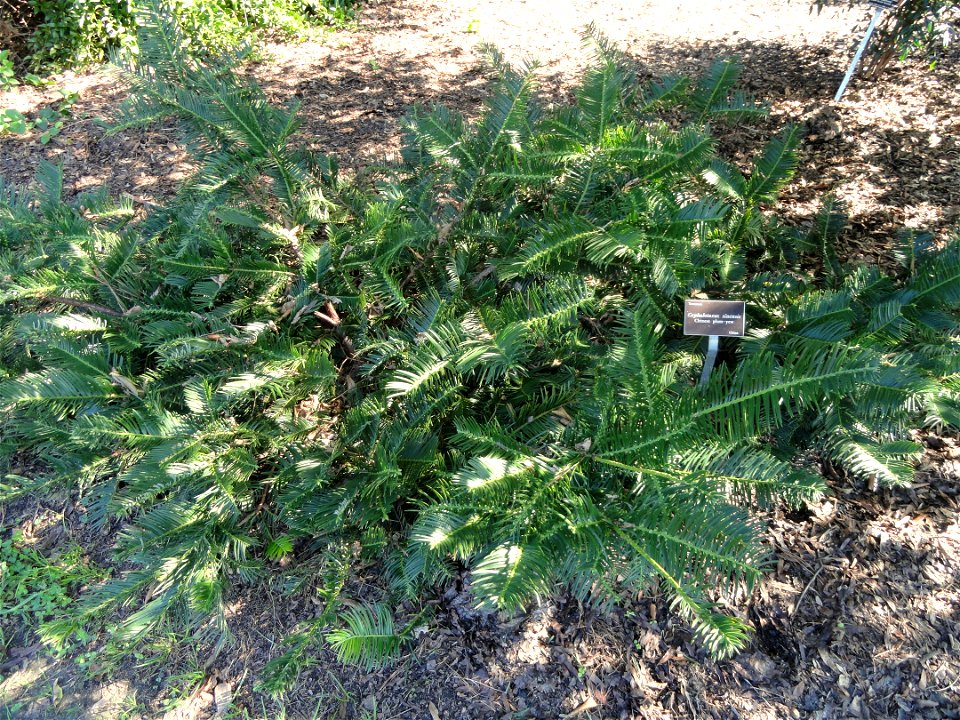 Cephalotaxus sinensis specimen in the J. C. Raulston Arboretum (North Carolina State University), 4415 Beryl Road, Raleigh, North Carolina, USA.