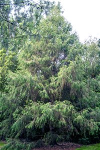 Picea brachytyla photo