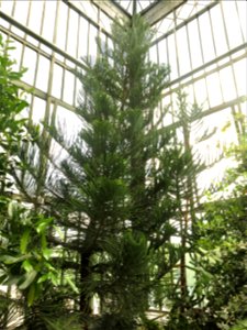 Araucaria scopulorum in the greenhouses of the Jardin des Plantes de Paris. Plant identified by its botanic label. photo