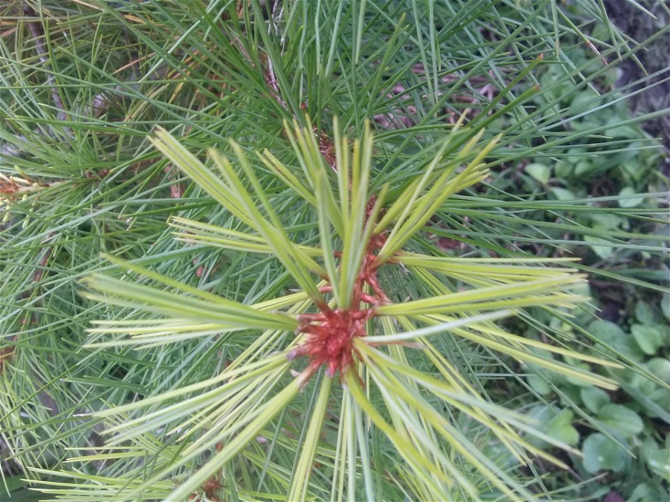 Taiwan white pine (Pinus morrisonicola)