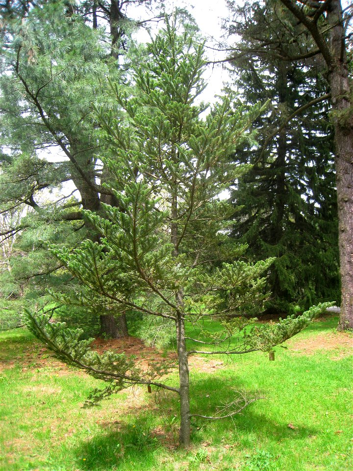 Abies fargesii var. fargesii, Arnold Arboretum, Jamaica Plain, Boston, Massachusetts, USA.