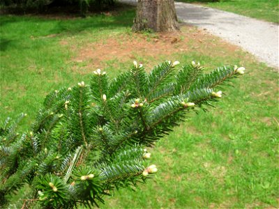 Abies fargesii var. fargesii, Arnold Arboretum, Jamaica Plain, Boston, Massachusetts, USA. photo