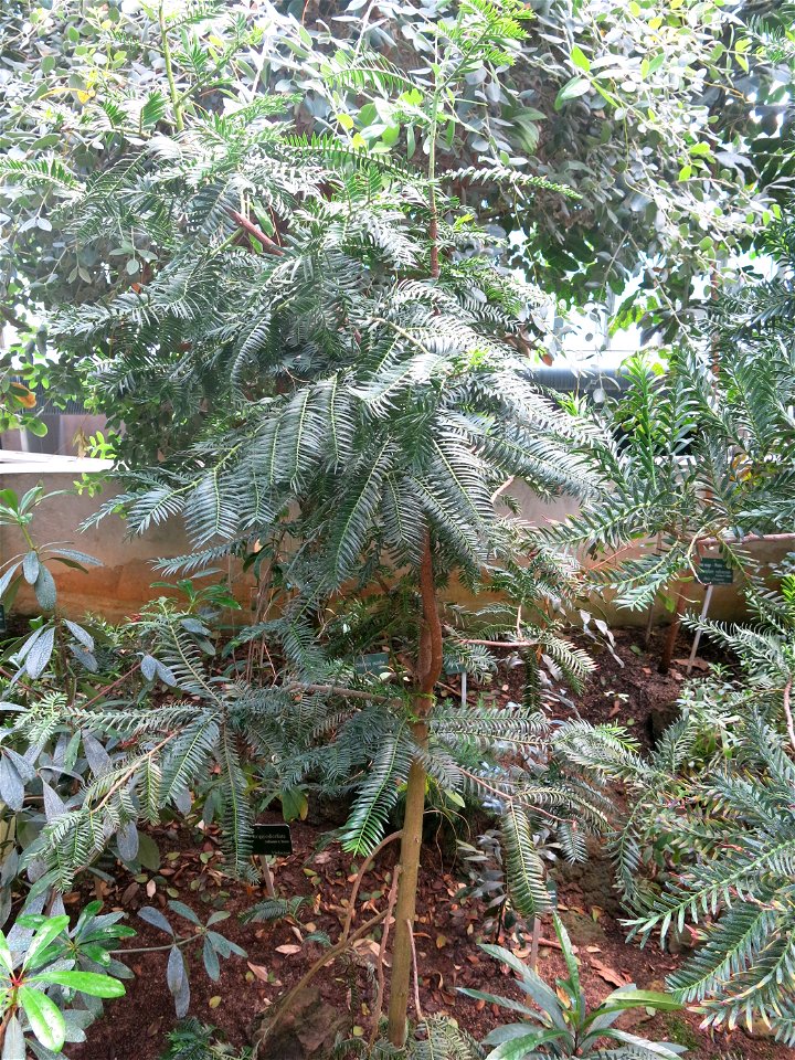 Retrophyllum minus (sic !) in the greenhouses of the Jardin des Plantes de Paris. Plant identified by its botanic label.