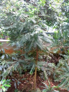 Retrophyllum minus (sic !) in the greenhouses of the Jardin des Plantes de Paris. Plant identified by its botanic label.