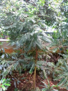 Retrophyllum minus (sic !) in the greenhouses of the Jardin des Plantes de Paris. Plant identified by its botanic label. photo