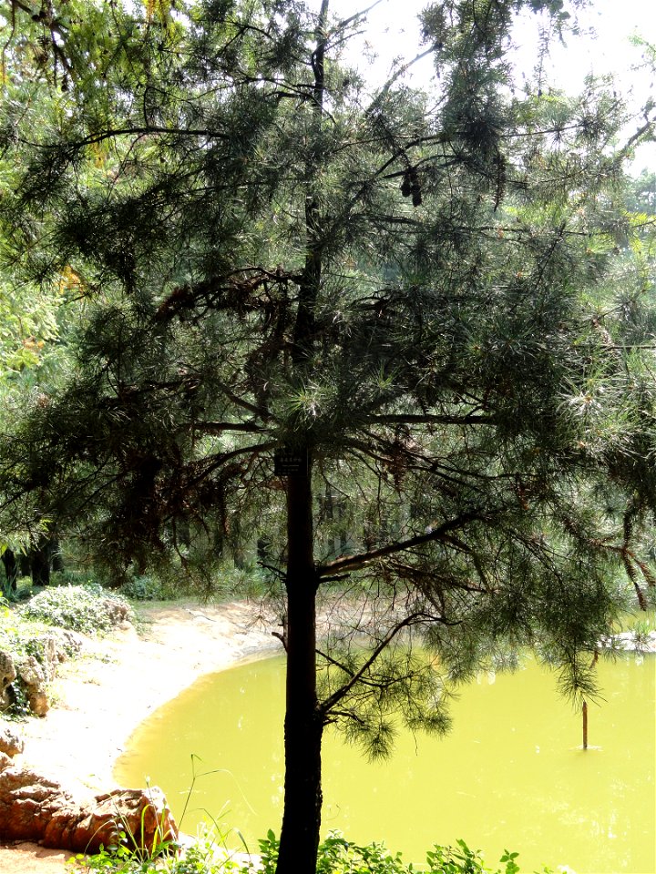Pinus wangii specimen in the Kunming Botanical Garden, Kunming, Yunnan, China.