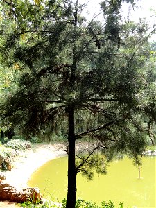 Pinus wangii specimen in the Kunming Botanical Garden, Kunming, Yunnan, China. photo