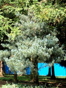 Pinus wangii specimen in the Kunming Botanical Garden, Kunming, Yunnan, China. photo