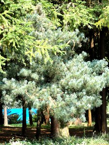 Pinus wangii specimen in the Kunming Botanical Garden, Kunming, Yunnan, China. photo