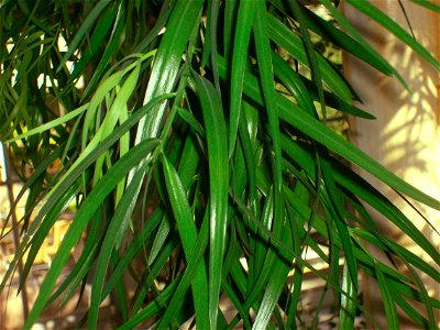 Copanhagen Botanical Garden, Decussocarpus mannii, foliage
