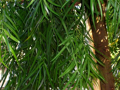 Botanical Garden Copenhagen, Decussocarpus mannii, foliage and trunk photo