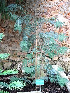 Amentotaxus formosana in the New-Caledonia greenhouse of the Jardin des Plantes in Paris.