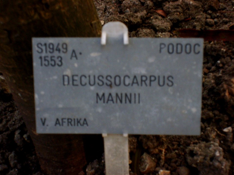 Botanical Garden, Copenhagen, Decussocarpus mannii Nametag - PODOC in upper right corner places tree in Podocarpaceae