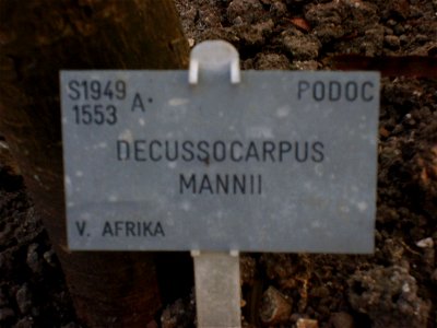 Botanical Garden, Copenhagen, Decussocarpus mannii Nametag - PODOC in upper right corner places tree in Podocarpaceae