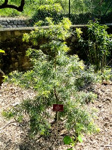 Afrocarpus gaussenii specimen in the Jardin botanique du Val Rahmeh, Menton, Alpes-Maritimes, France. photo