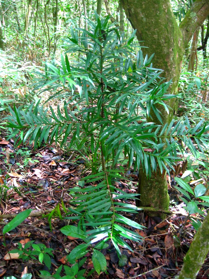 Image of a young podocarpus sellowii in a forest near the town of Pacoti (Baturité Mountains - State of Ceará - Brazil).