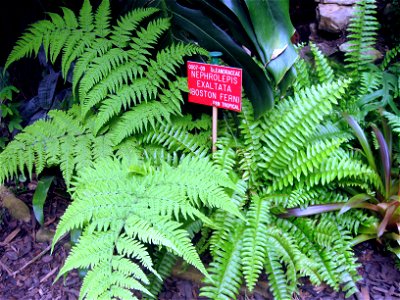 Nephrolepis exaltata photographed at Durham University Botanic Garden on 3 June 2009. photo