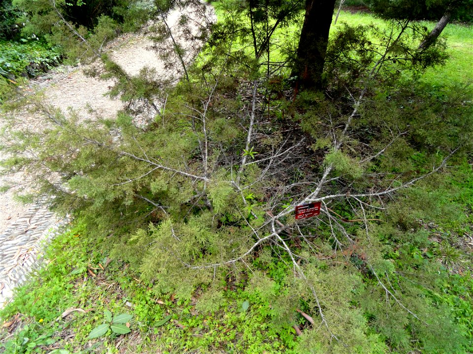 Callitris drummondii specimen in the Jardin botanique de la Villa Thuret, Antibes Juan-les-Pins, Alpes-Maritimes,France.