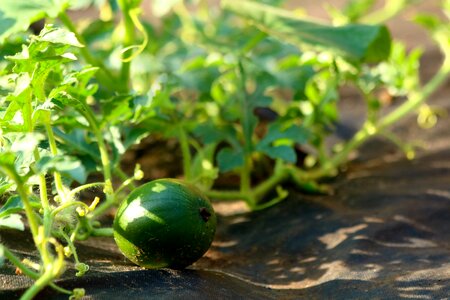 Garden harvest plant