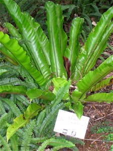 Asplenium nidus in Lyon Arboretum, Hawaii, USA. photo