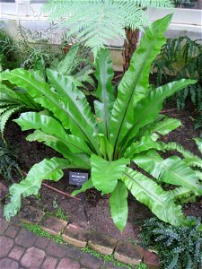 Asplenium nidus in the Buffalo and Erie County Botanical Gardens, Buffalo, New York, USA.