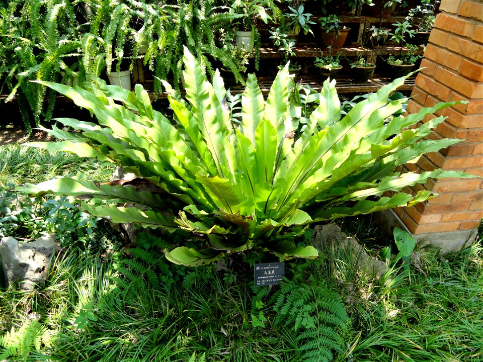 Plant specimen in the Kunming Botanical Garden, Kunming, Yunnan, China.
