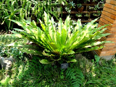 Plant specimen in the Kunming Botanical Garden, Kunming, Yunnan, China.