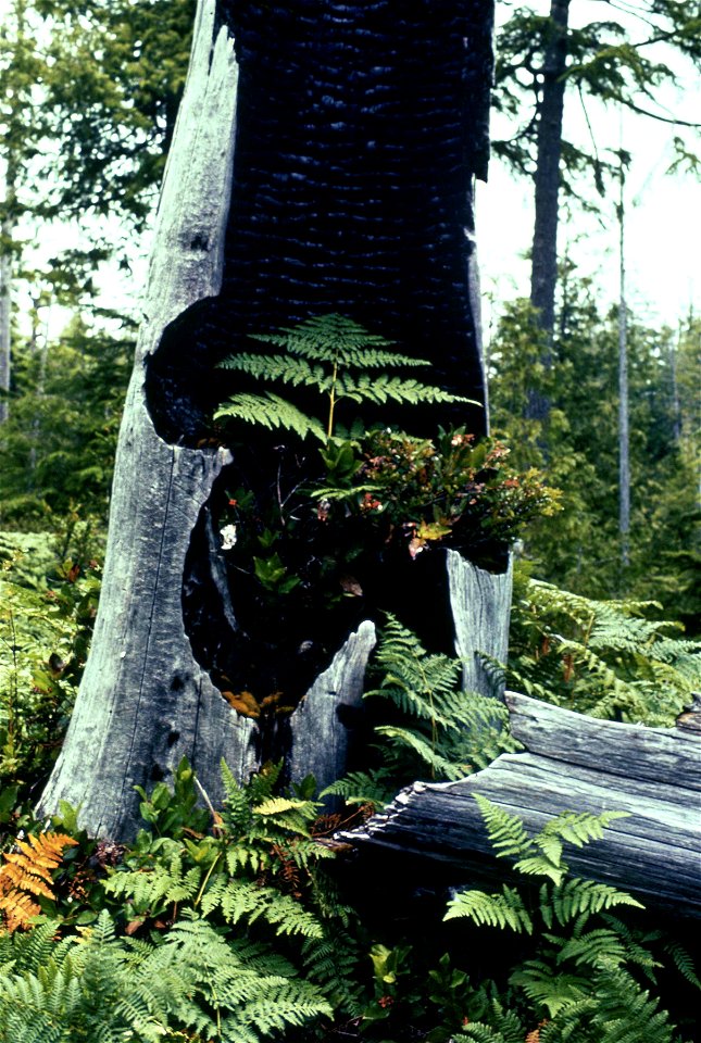 Ferns (a species of bracken Pteridium sp.) and a tree stump