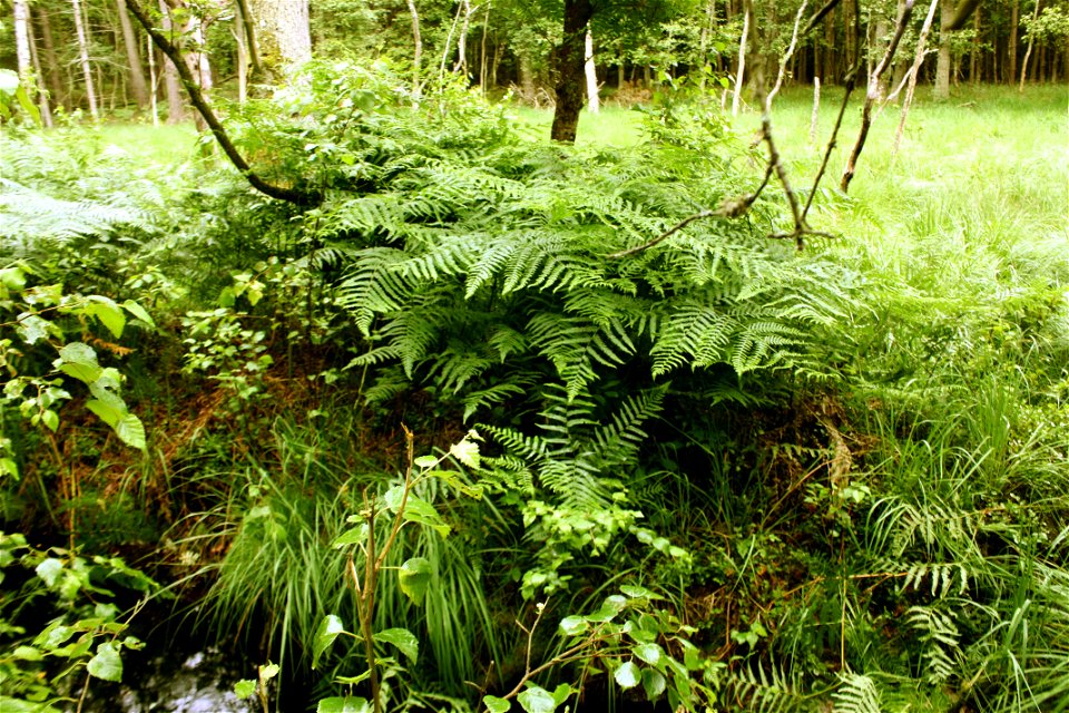 Bracken Pteridium aquilinum, Poland, Gać (gmina Główczyce) near forest road, Słowiński Park Narodowy.